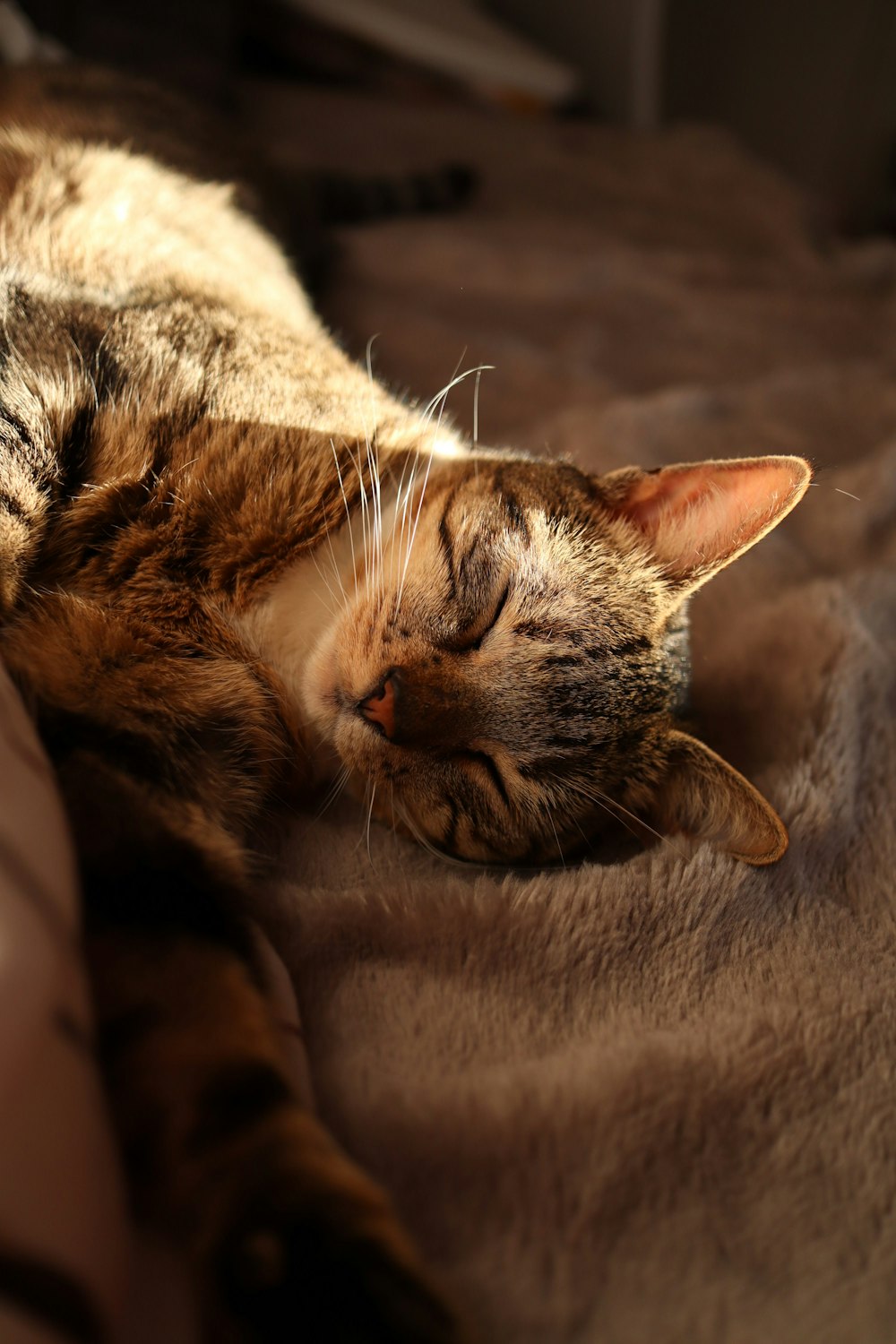 brown tabby cat lying on brown textile