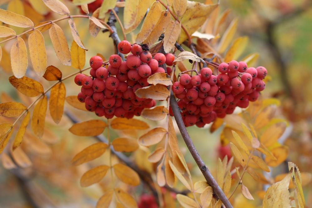 red round fruits on brown tree branch