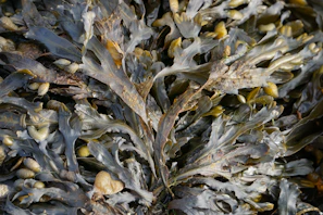 brown and white dried leaves