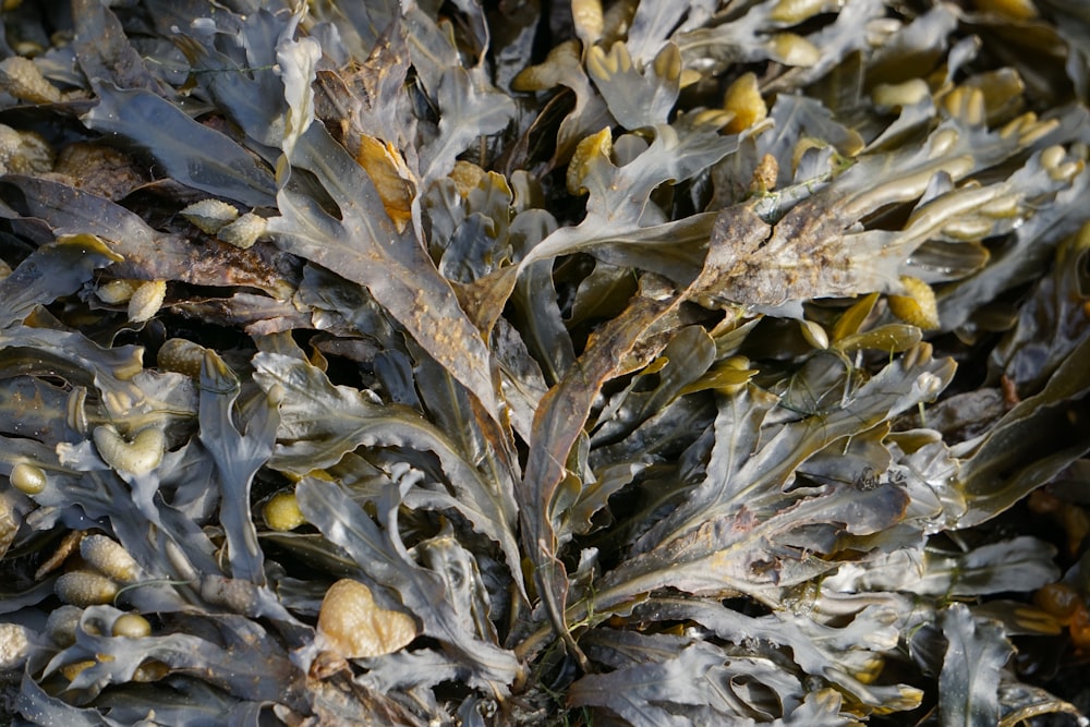 brown and white dried leaves