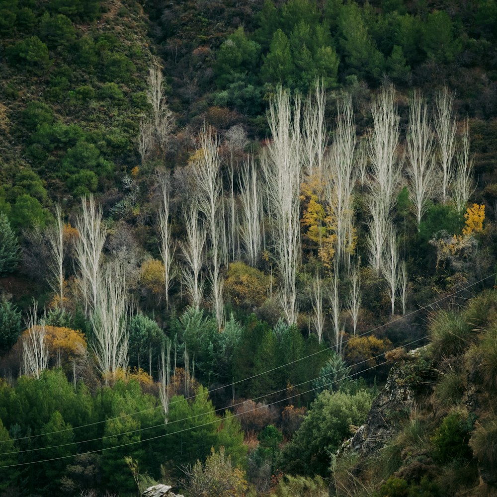 green trees on mountain during daytime