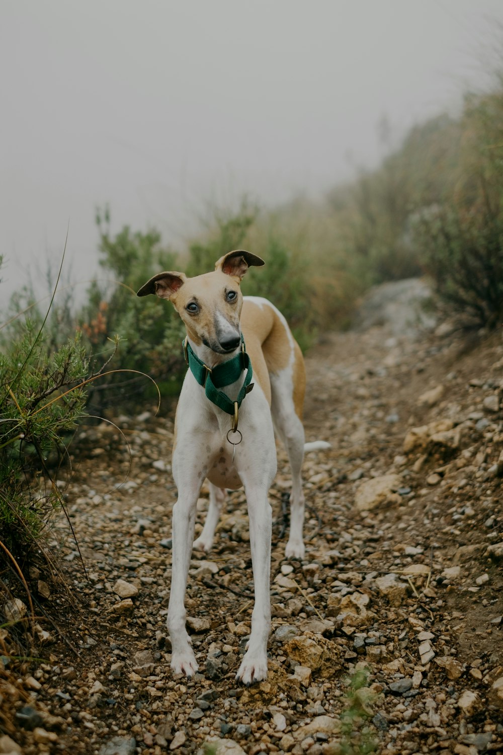 white and brown short coated dog on brown soil during daytime