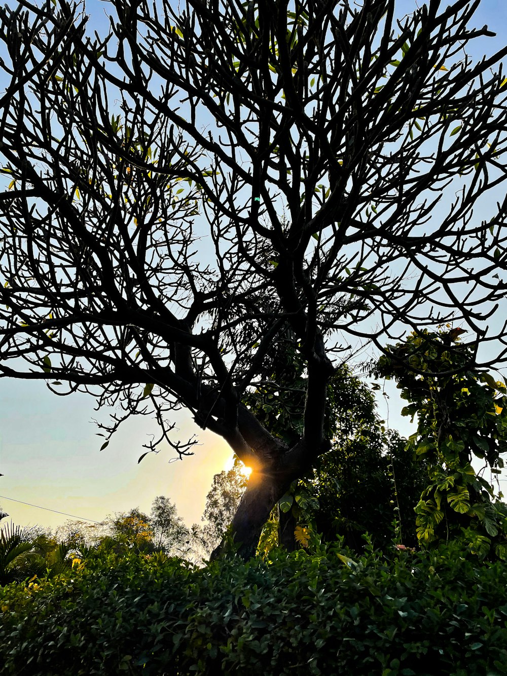 green tree under blue sky during daytime