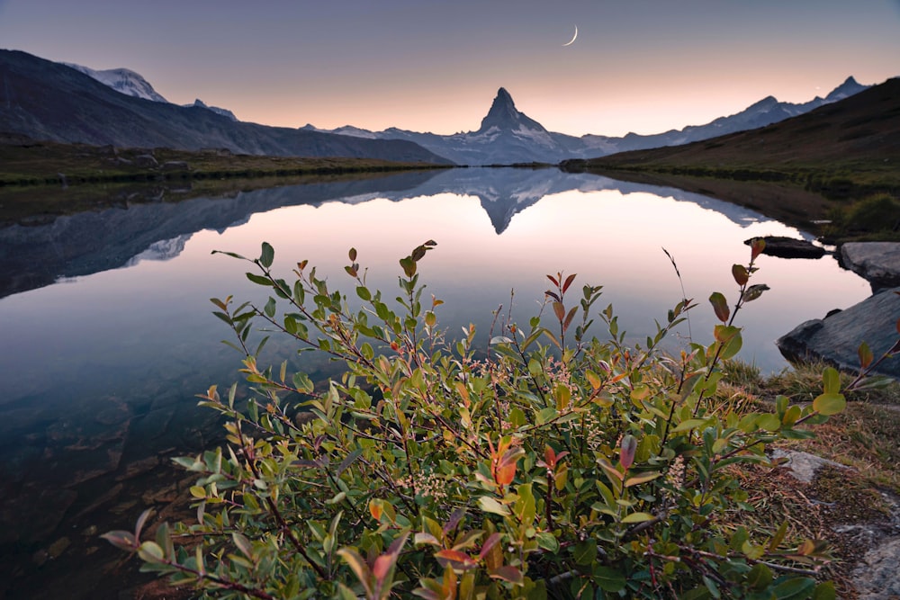 plante verte et rouge près du lac pendant la journée