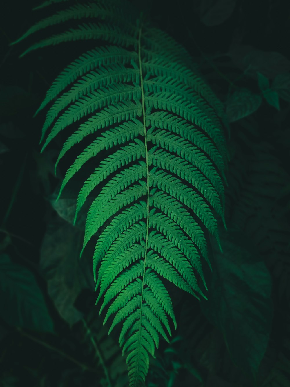 green fern plant in close up photography