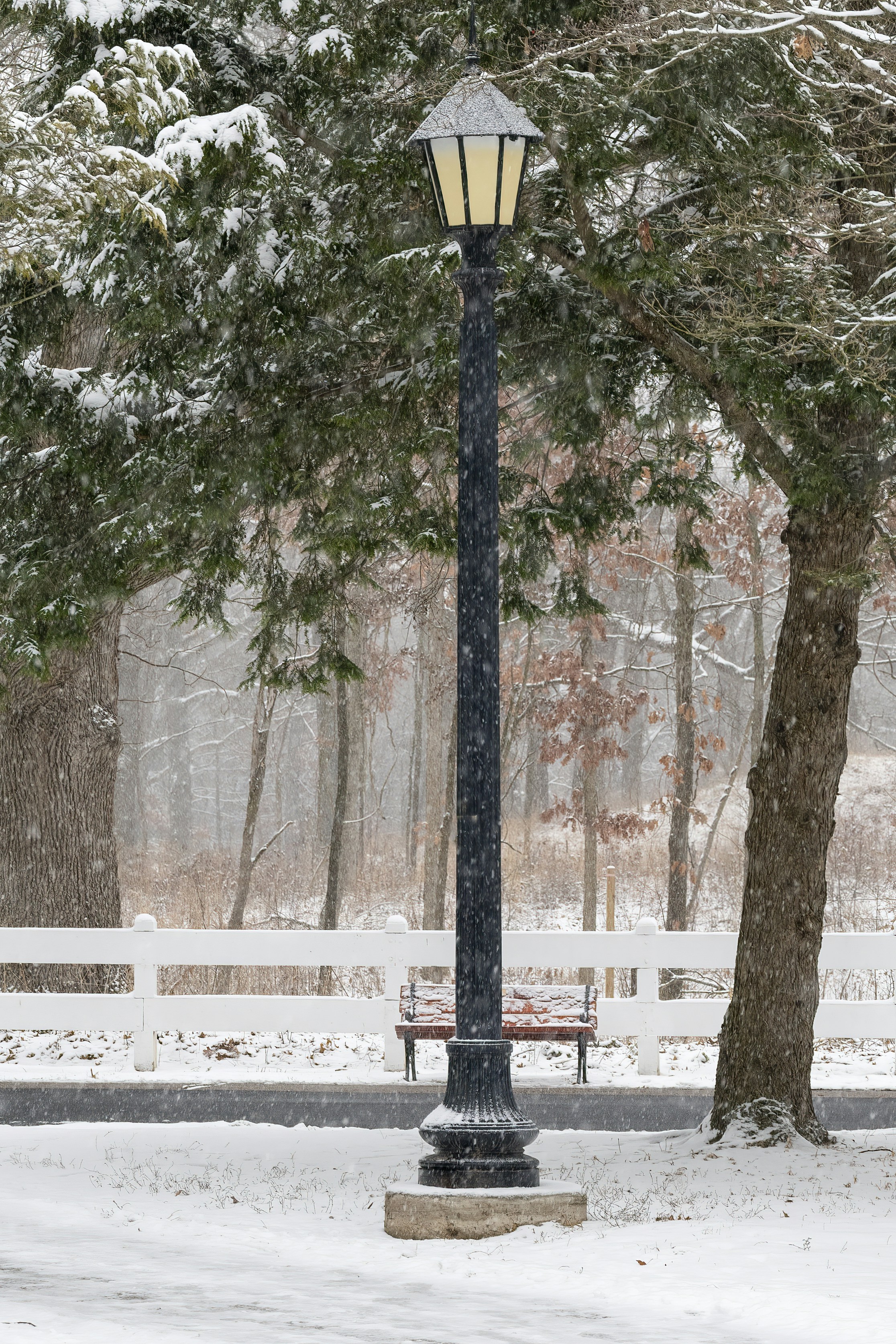 brown and green trees near white wooden bench