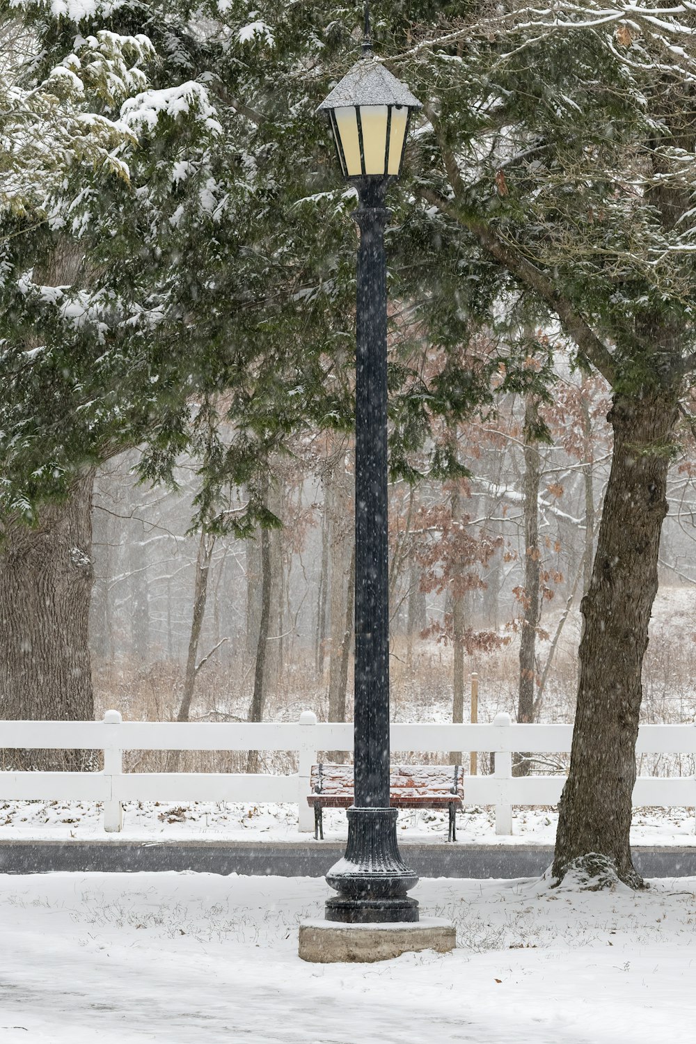 brown and green trees near white wooden bench