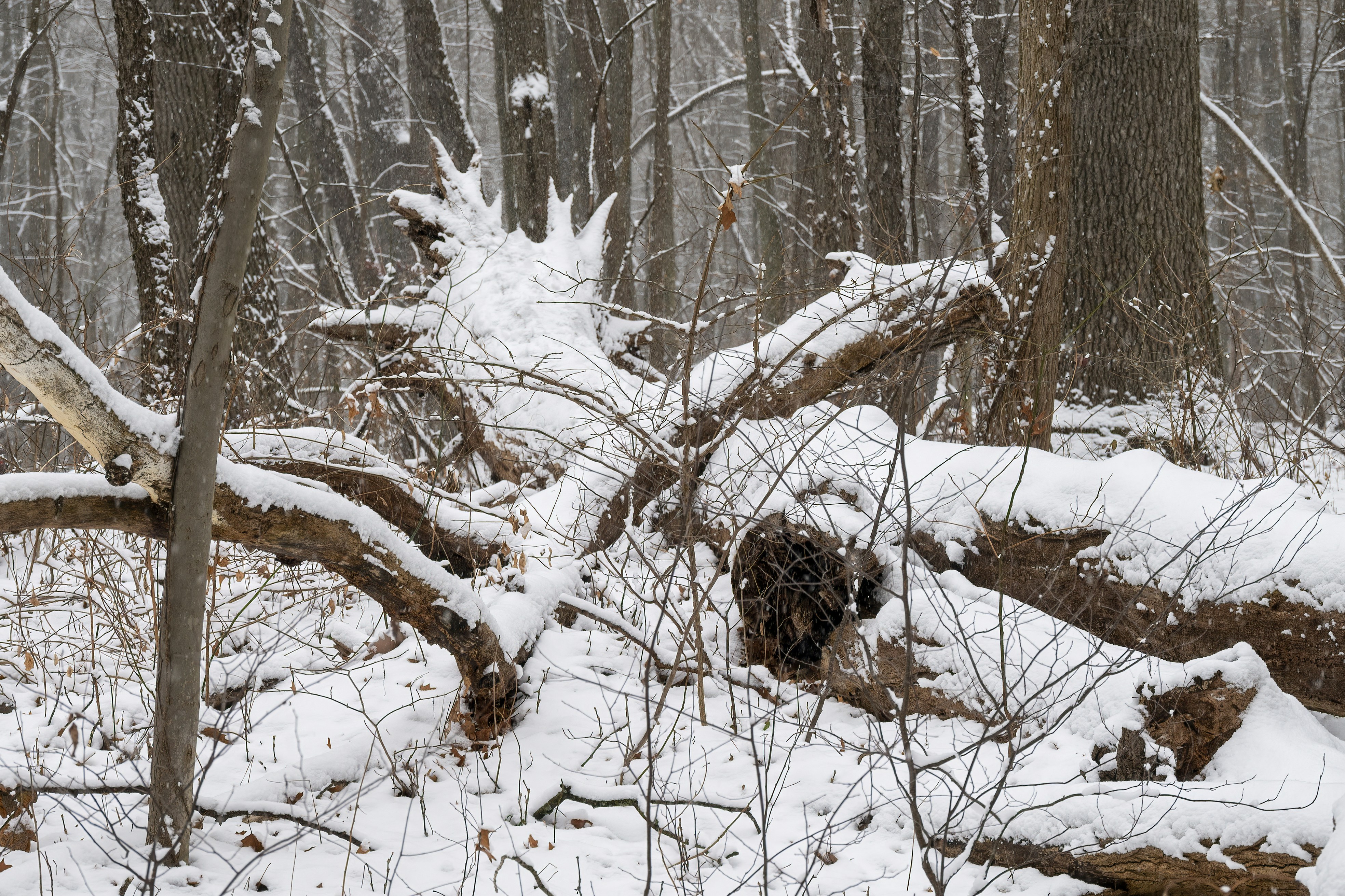 Photo by cholewinski