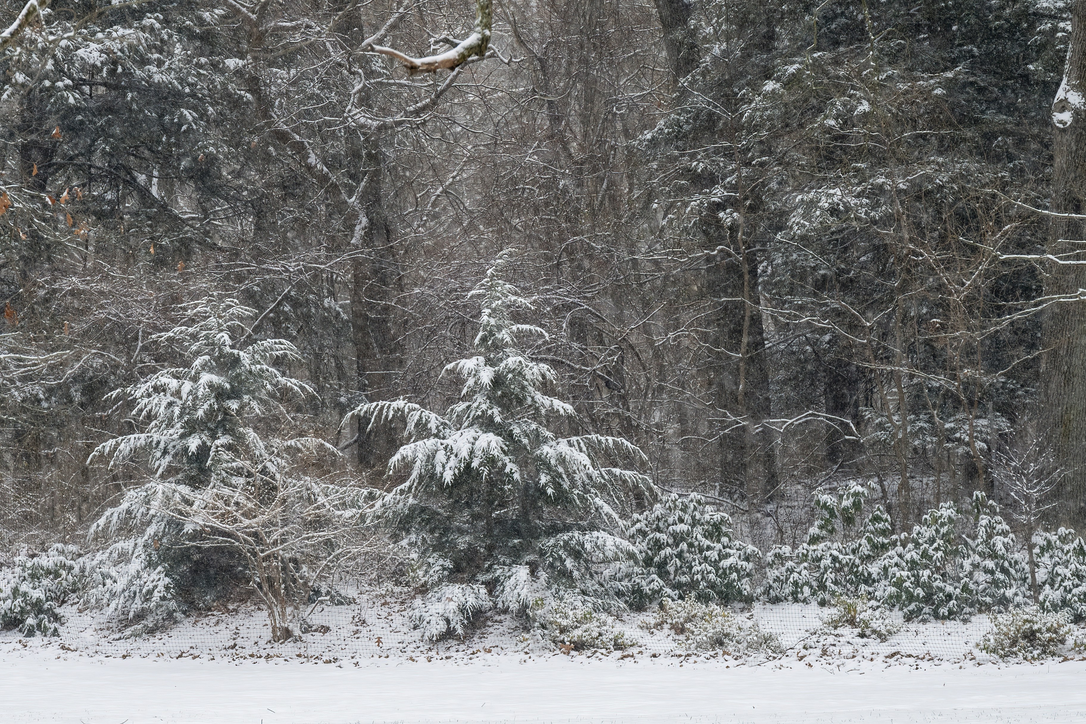 Photo by cholewinski