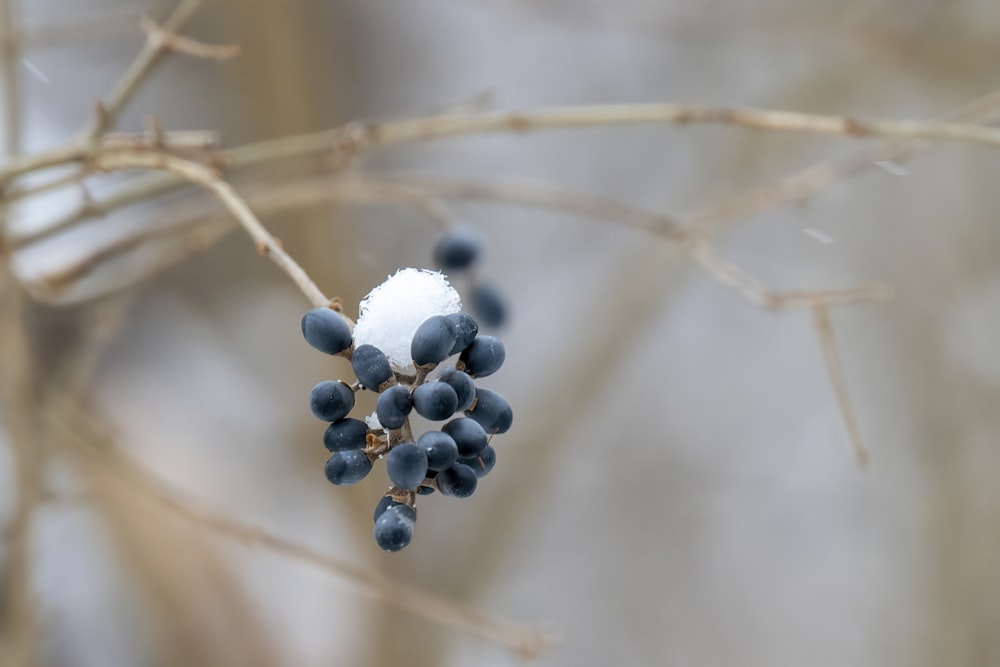white and blue round fruits