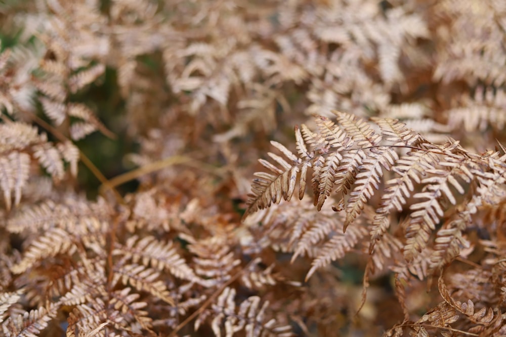 white and brown plant during daytime