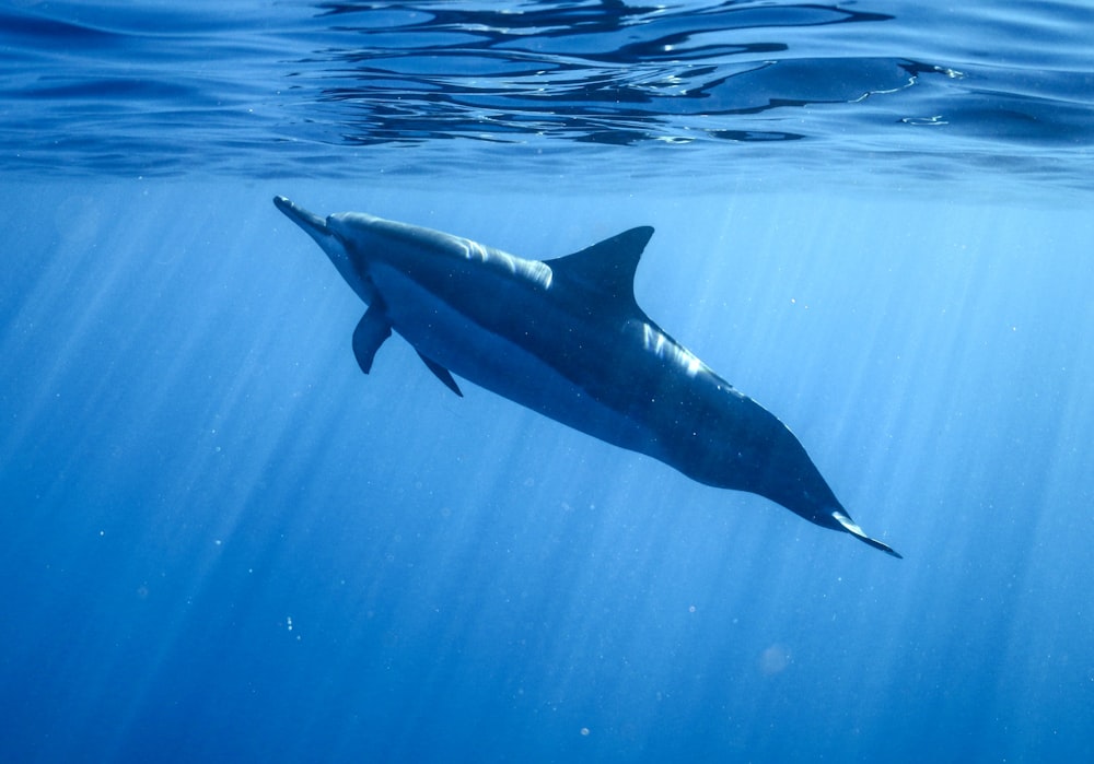 black and white shark in water