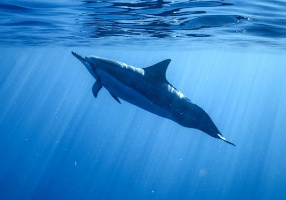 A dolphin gracefully swims underwater, bathed in sunlight filtering through the surface. The scene captures the fluid motion and sleek form of the dolphin, surrounded by a serene blue marine environment.