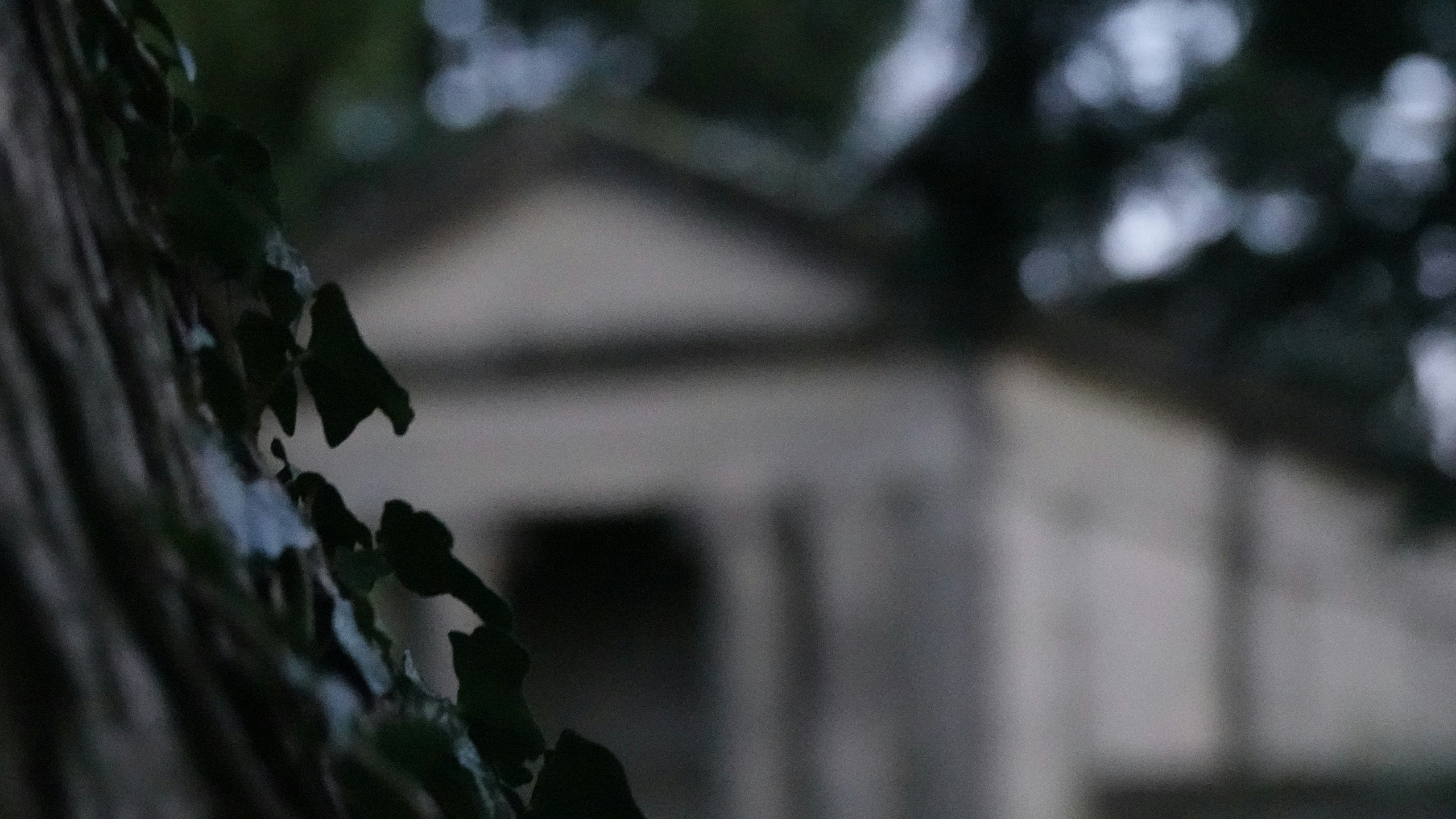 green plant in front of white house, A great background with victorian architecture in it!
