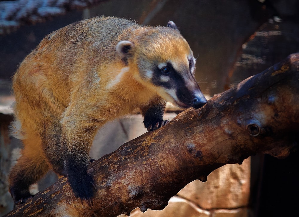 brown and black animal on brown tree branch