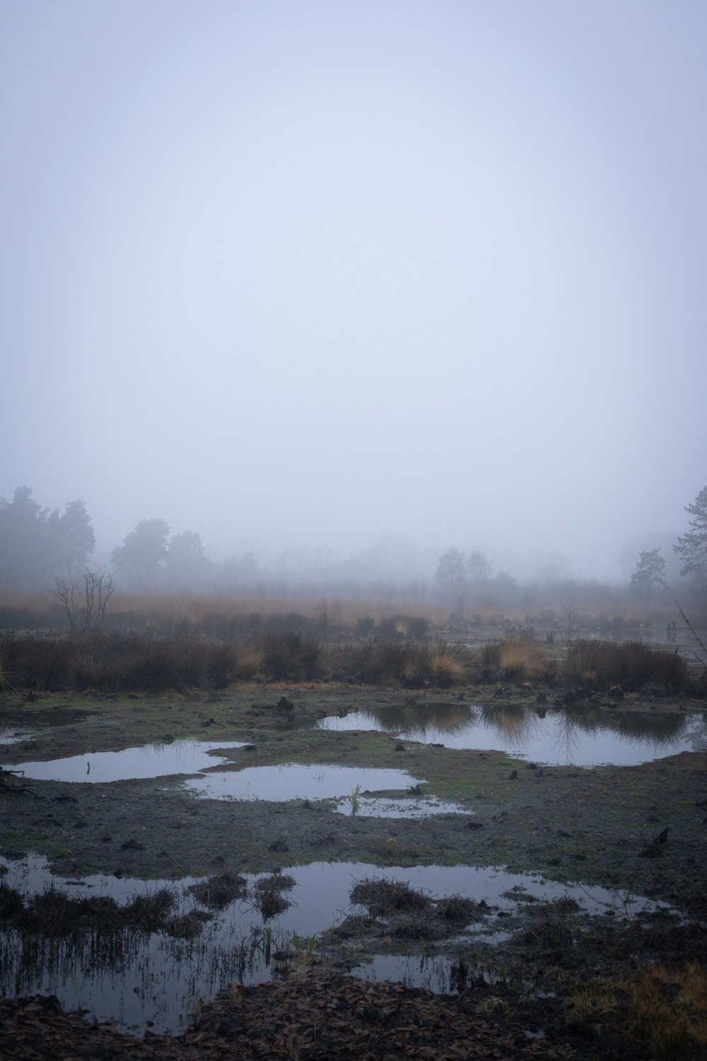 alberi verdi vicino al lago durante il giorno