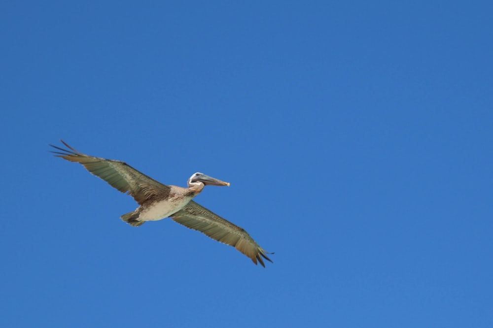 white pelican flying under blue sky during daytime