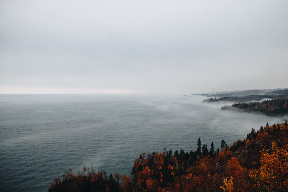 green and brown trees near body of water during daytime