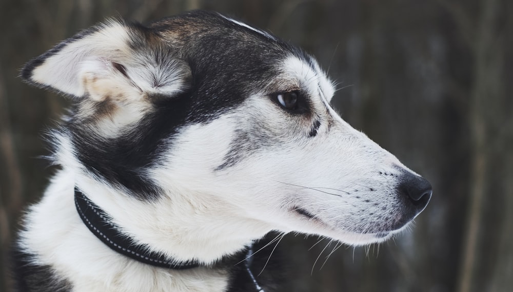 black and white siberian husky