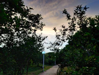 A winding garden path lined with native plants and soft landscape lighting at dusk.