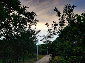 A winding garden path lined with blossoming trees under a soft golden sunset.