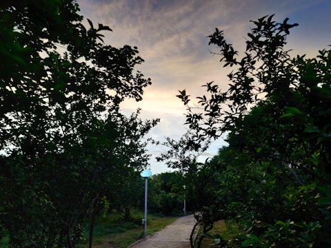 A beautifully lit pathway winding through a lush garden at dusk.