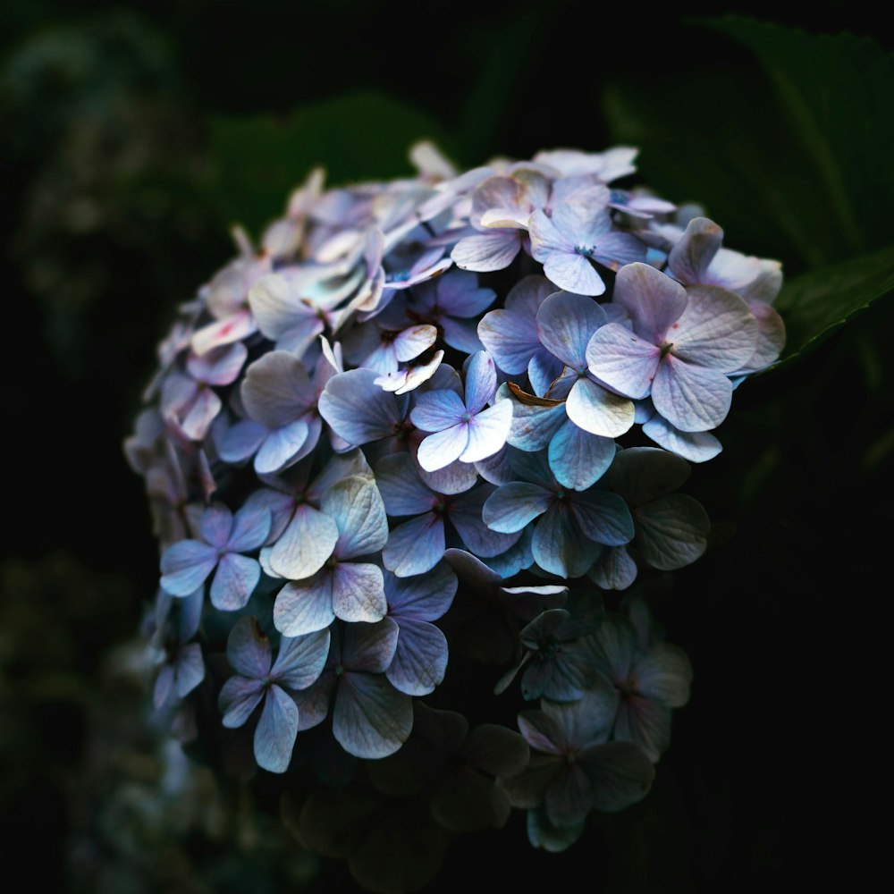 blue and white hydrangeas in bloom close up photo