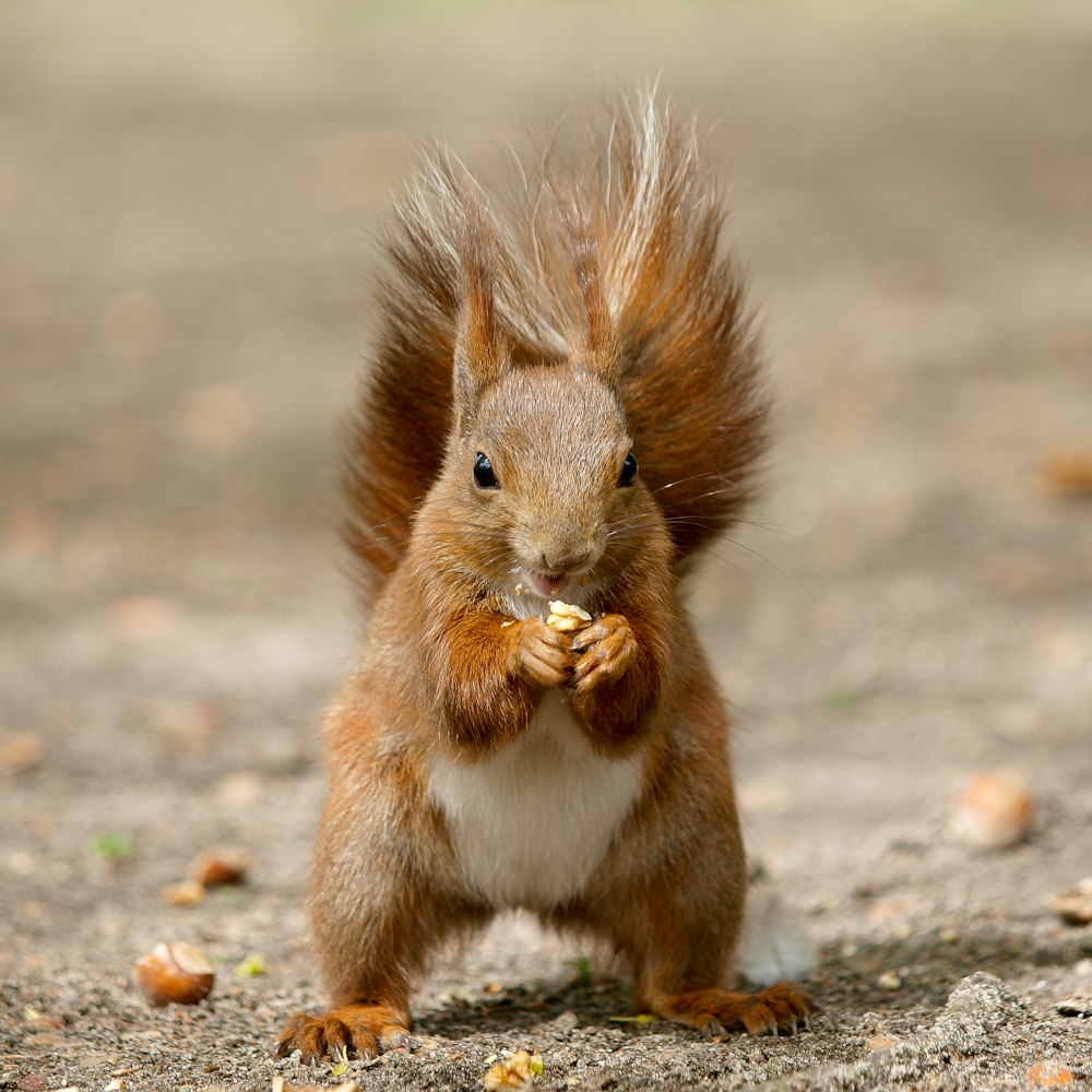 brown squirrel on gray ground during daytime