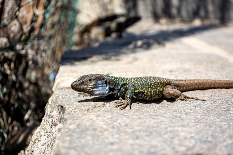 A tenerife lizard trying to determine if that camera is something to eat or not :-)