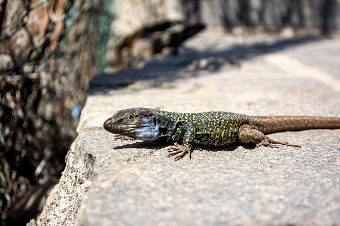 A tenerife lizard trying to determine if that camera is something to eat or not :-)