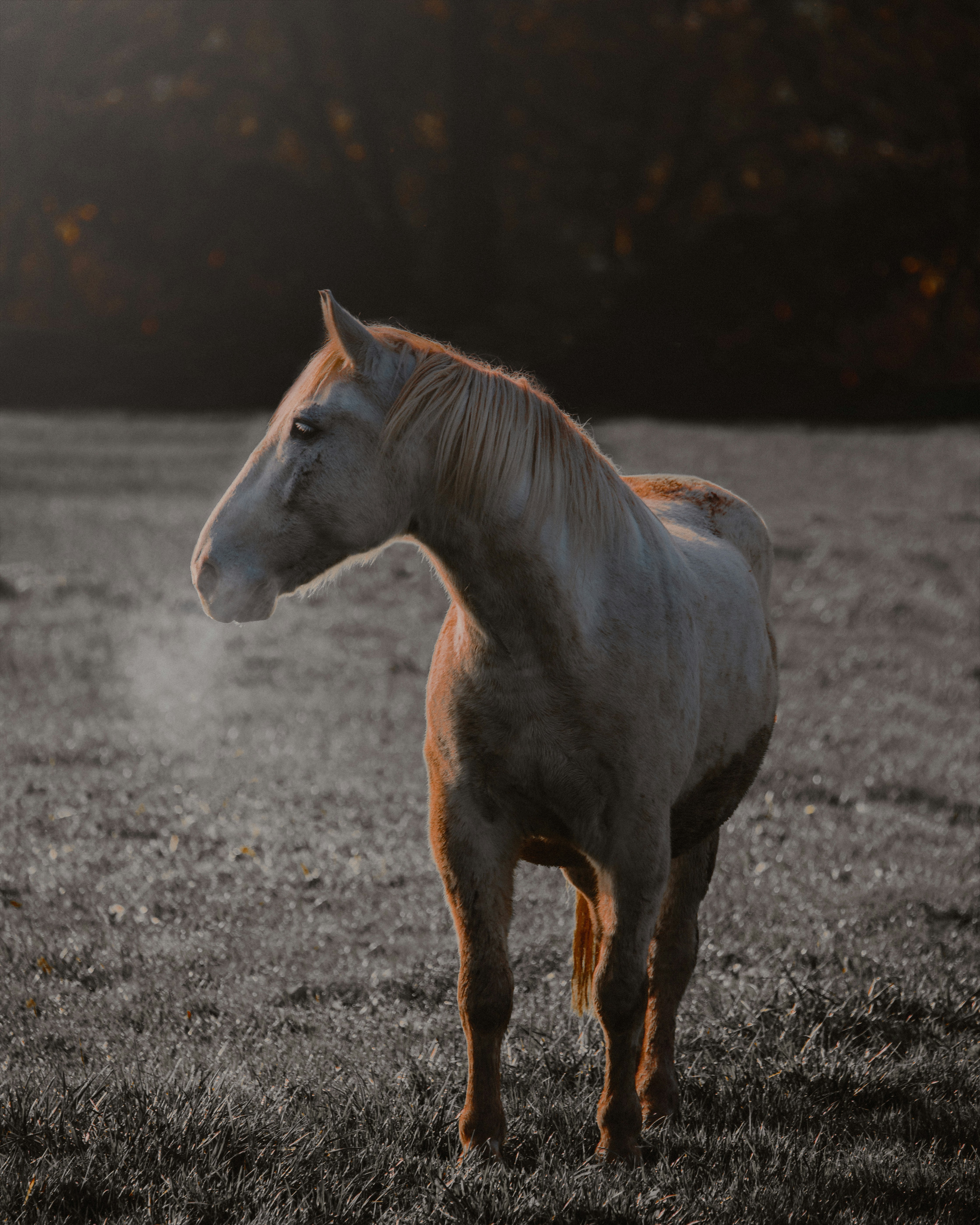 Horse Breathing Pictures Download Free Images on Unsplash