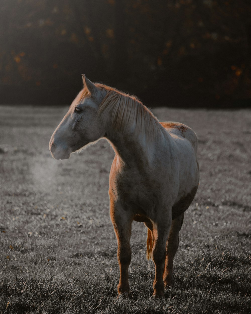 brown horse on gray soil