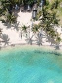 green palm trees near body of water during daytime