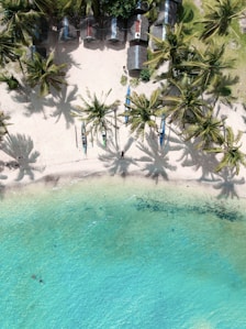 green palm trees near body of water during daytime