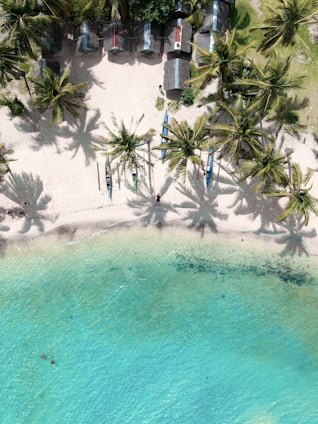green palm trees near body of water during daytime
