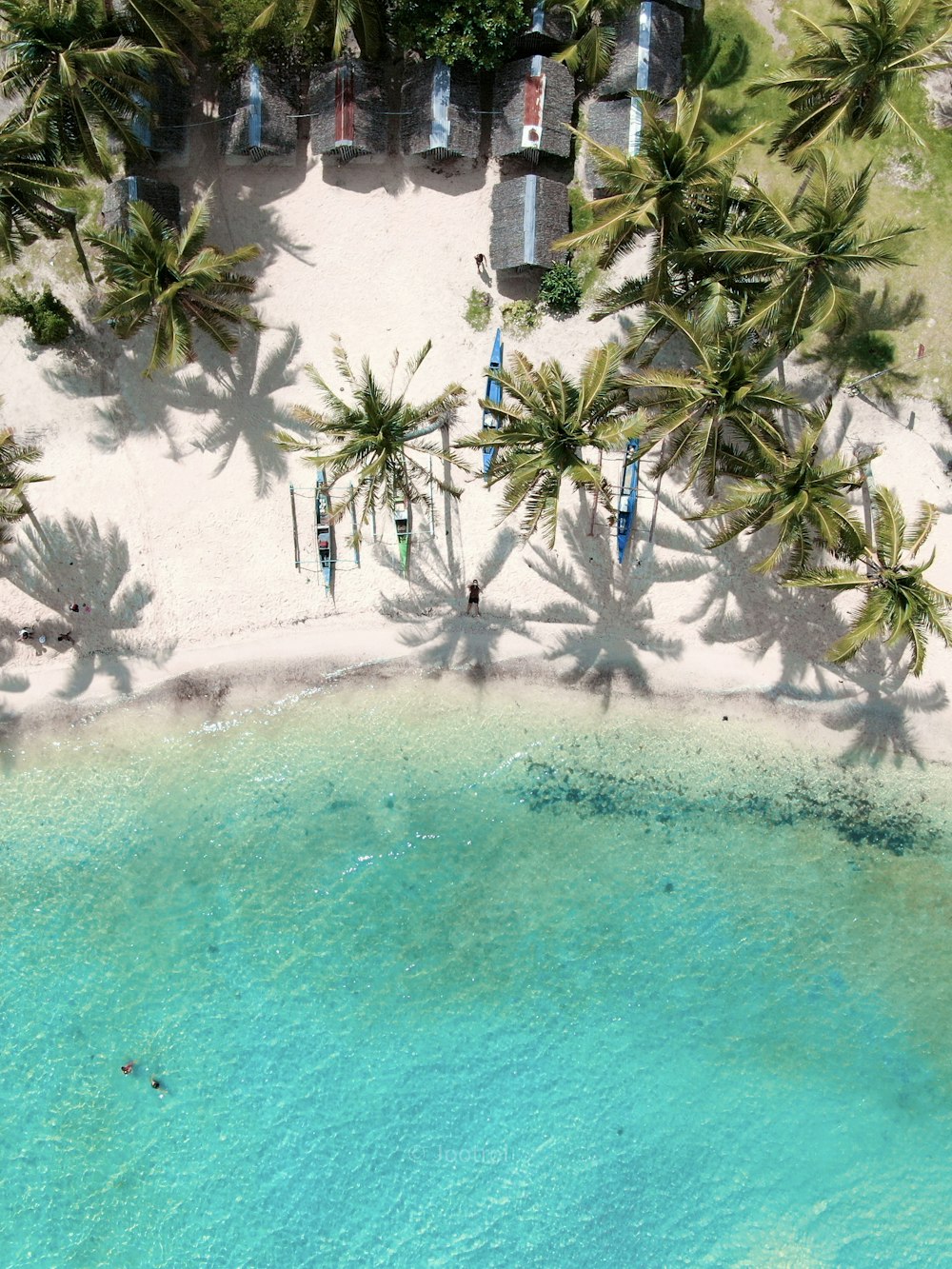 green palm trees near body of water during daytime