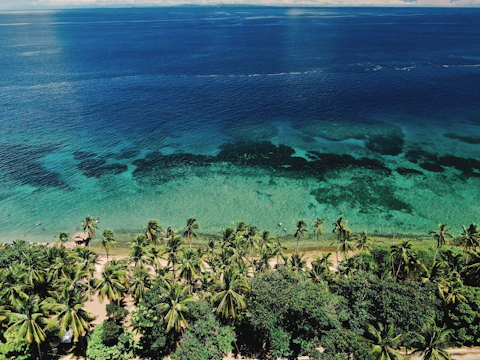 Scenic view of a pristine beach with turquoise waters and palm trees under a clear sky.