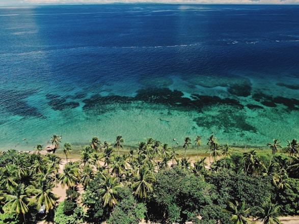 A scenic view of a tropical beach with clear blue water and palm trees.