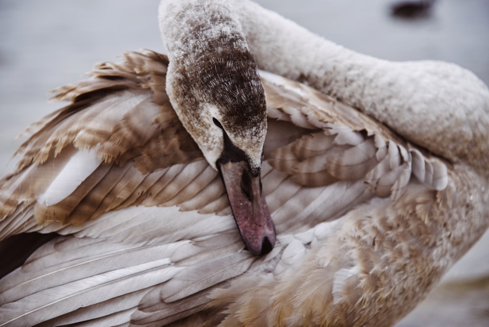 brown and white duck on white textile