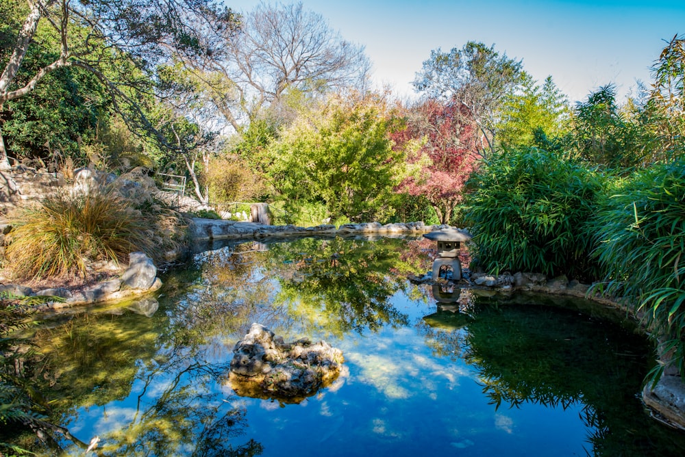 body of water between trees during daytime