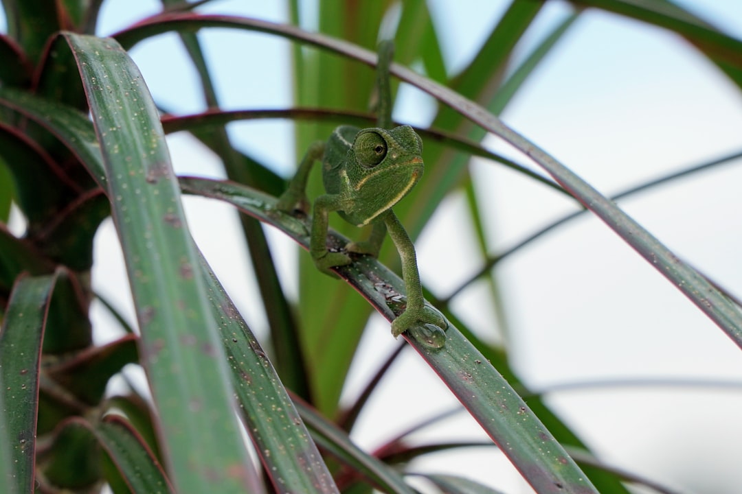green chameleon on green stem