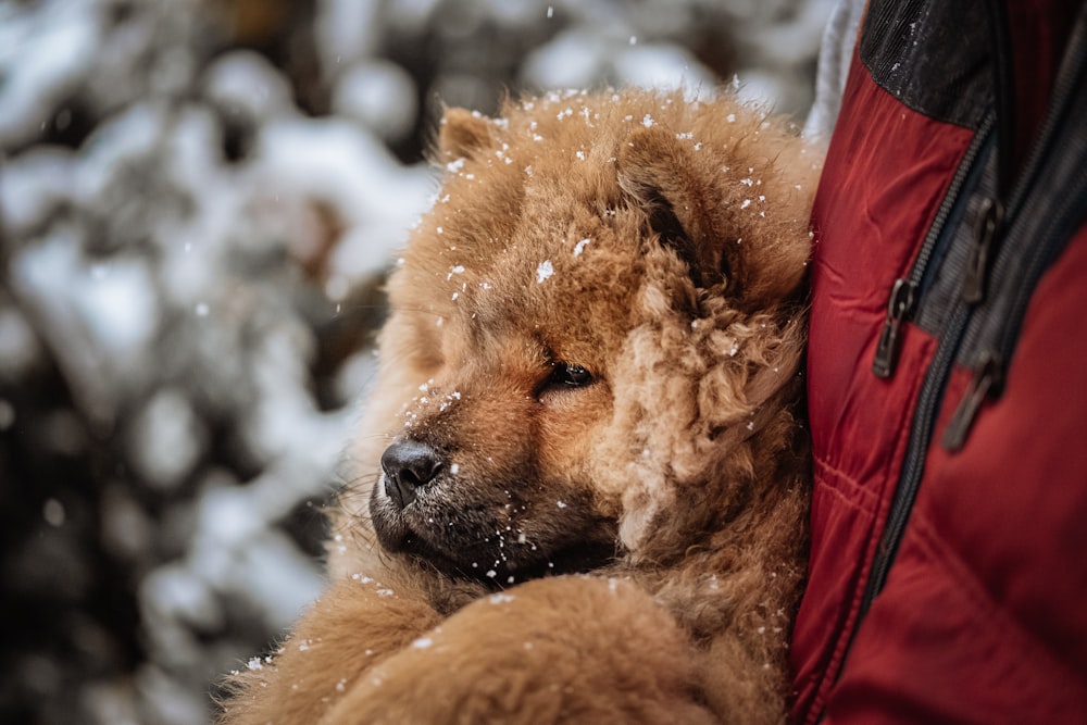日中の雪に覆われた地面に茶色の長いコートの犬