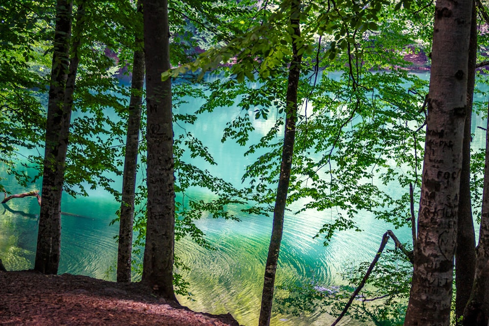낮에는 호수 근처의 푸른 나무