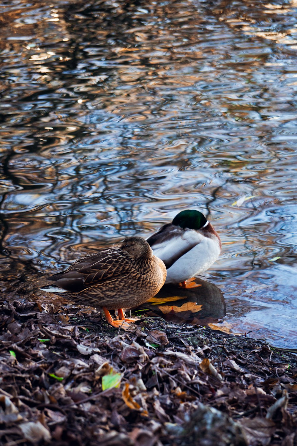 brown and green mallard duck on water