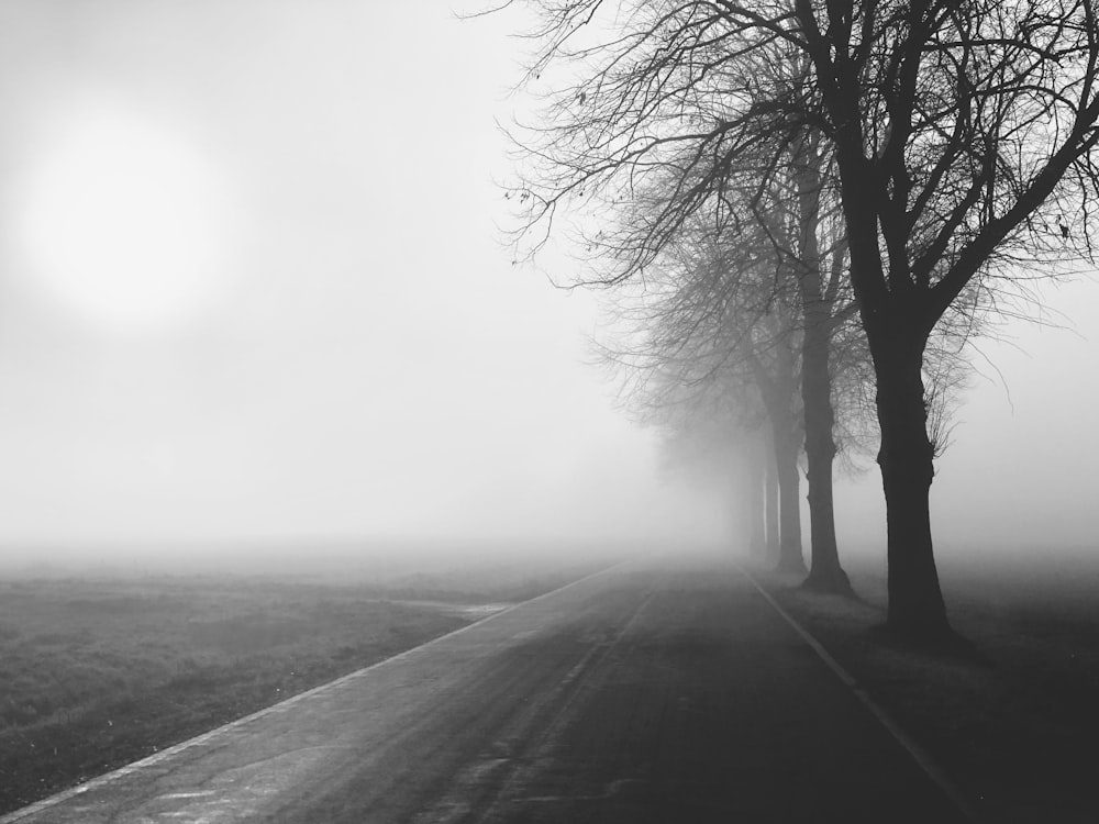 grayscale photo of road between bare trees