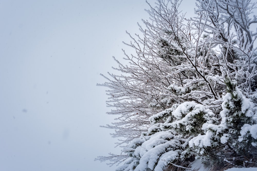 snow covered trees during daytime