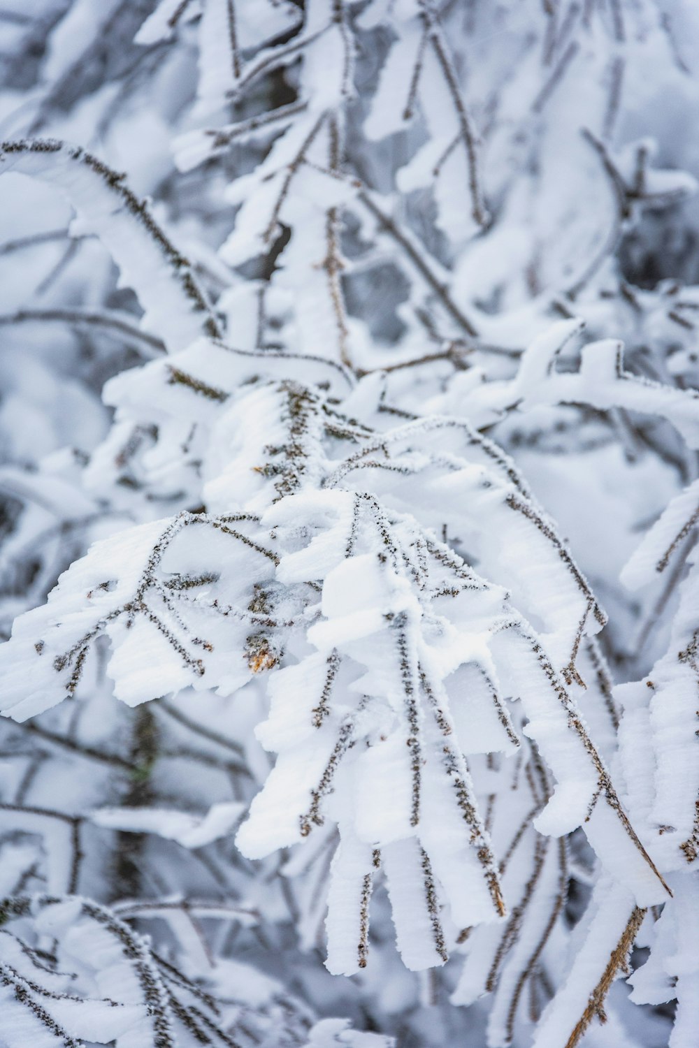 white flowers on tree branch