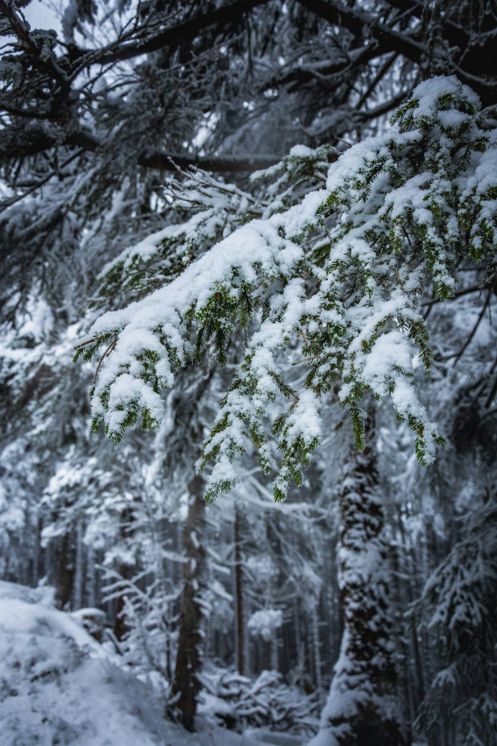 snow covered trees during daytime