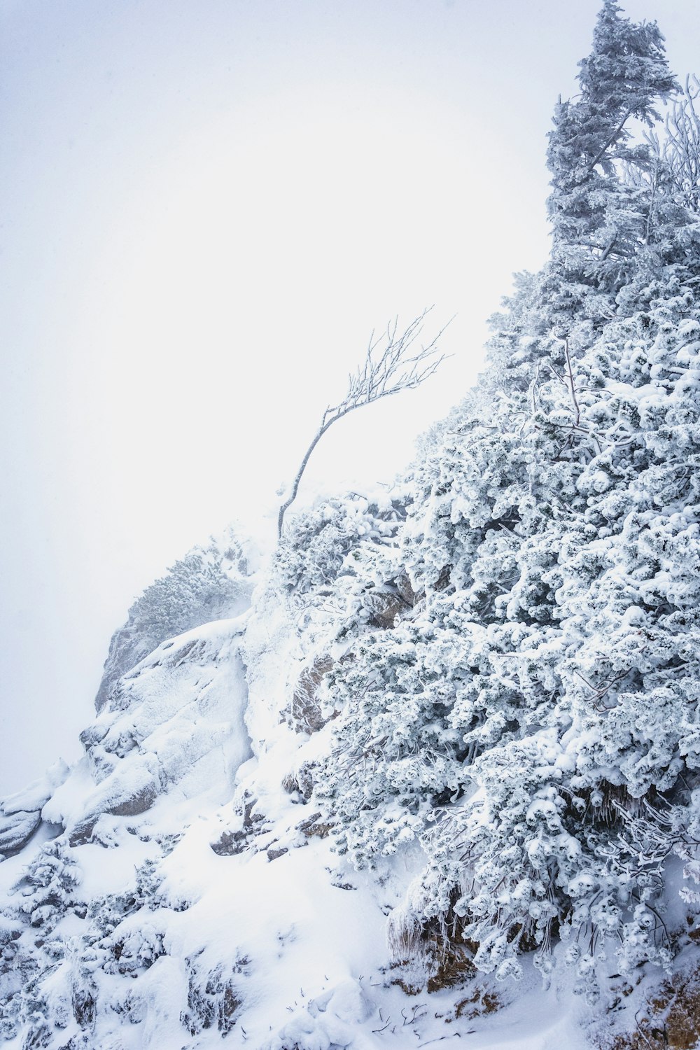 grayscale photo of trees covered with snow