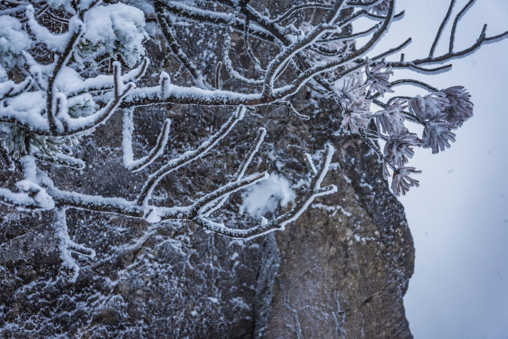 snow covered tree during daytime